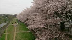 金山緑地公園の桜